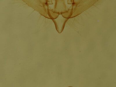 genitalia view of adult Exyra fax