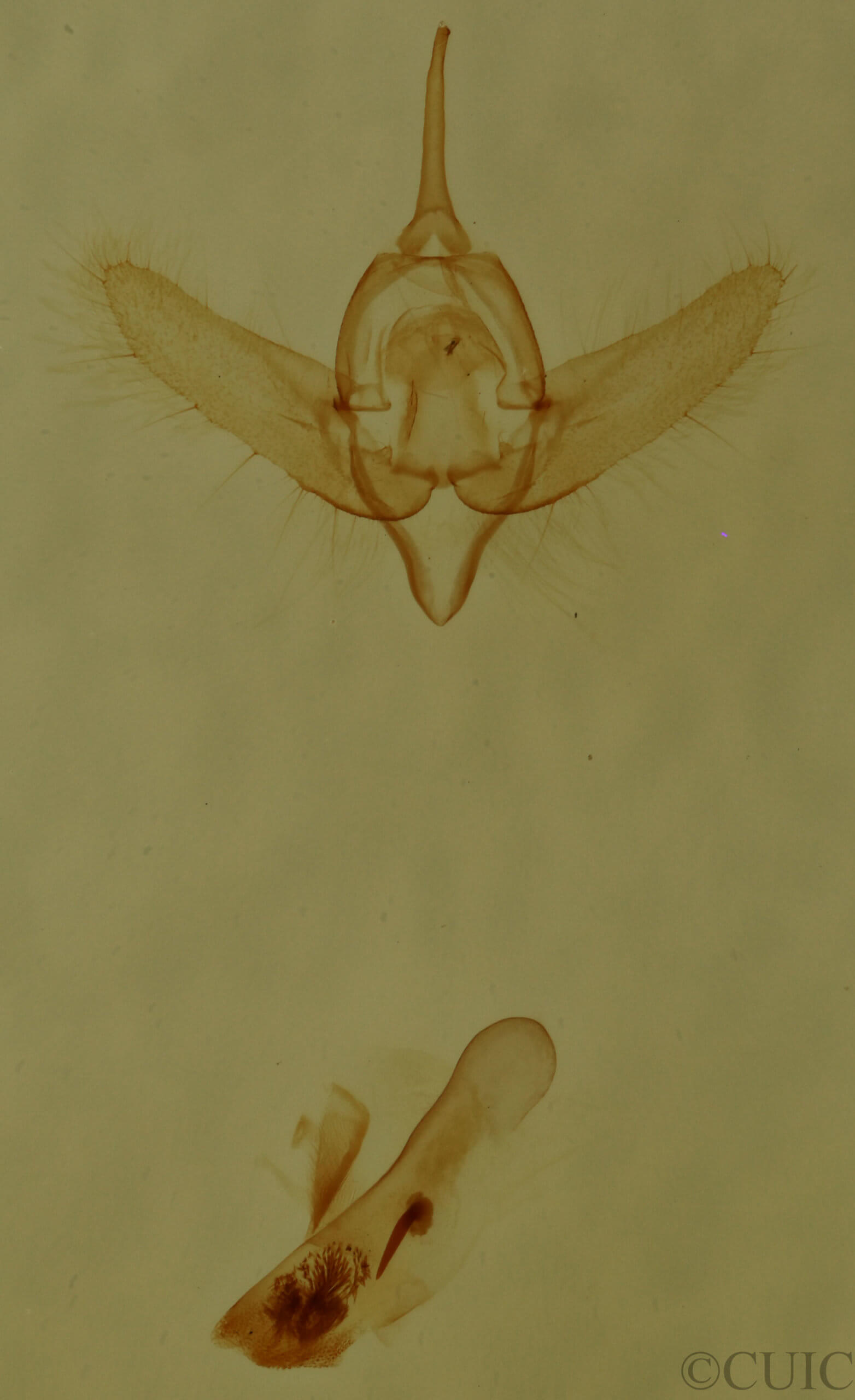 genitalia view of adult Exyra fax