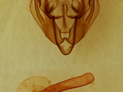 genitalia view of adult Dargida diffusa