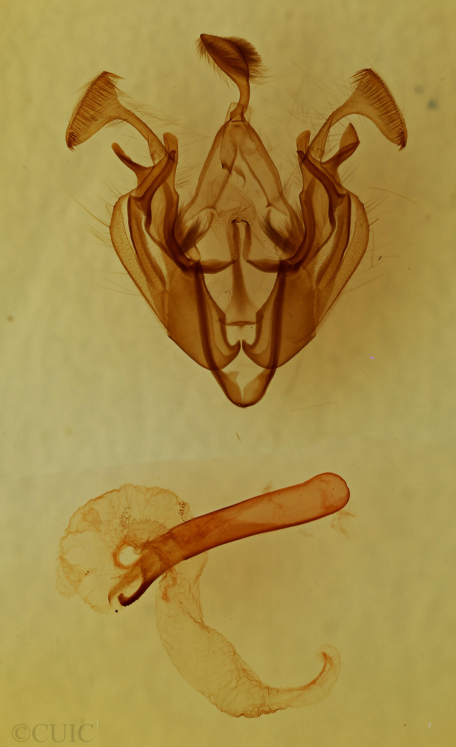 genitalia view of adult Dargida diffusa