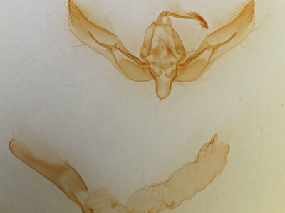 genitalia view of adult Feltia