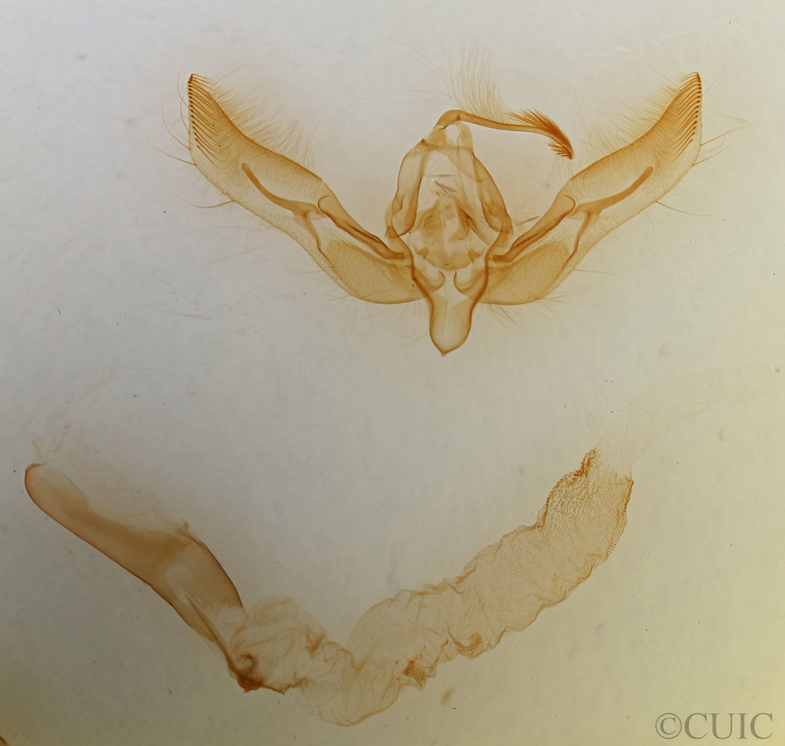 genitalia view of adult Feltia