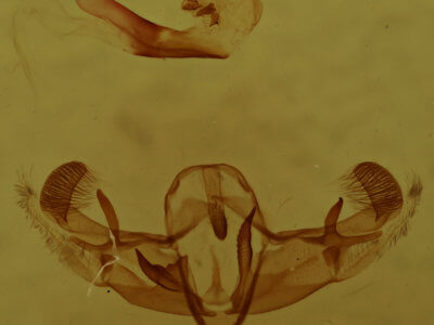 genitalia view of adult Galgula partita