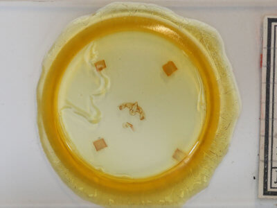 slide view of adult Galgula partita