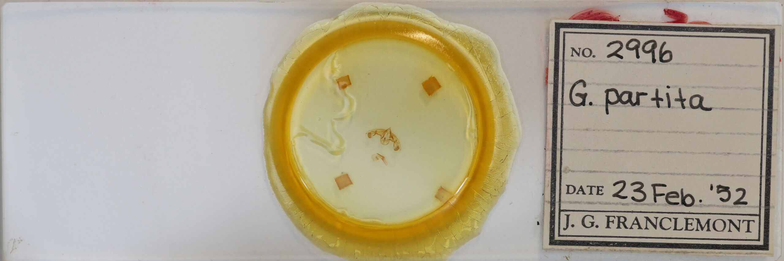 slide view of adult Galgula partita