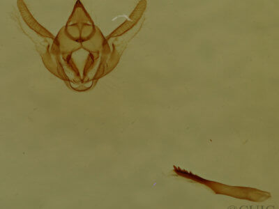 genitalia view of adult Glenoides texanaria