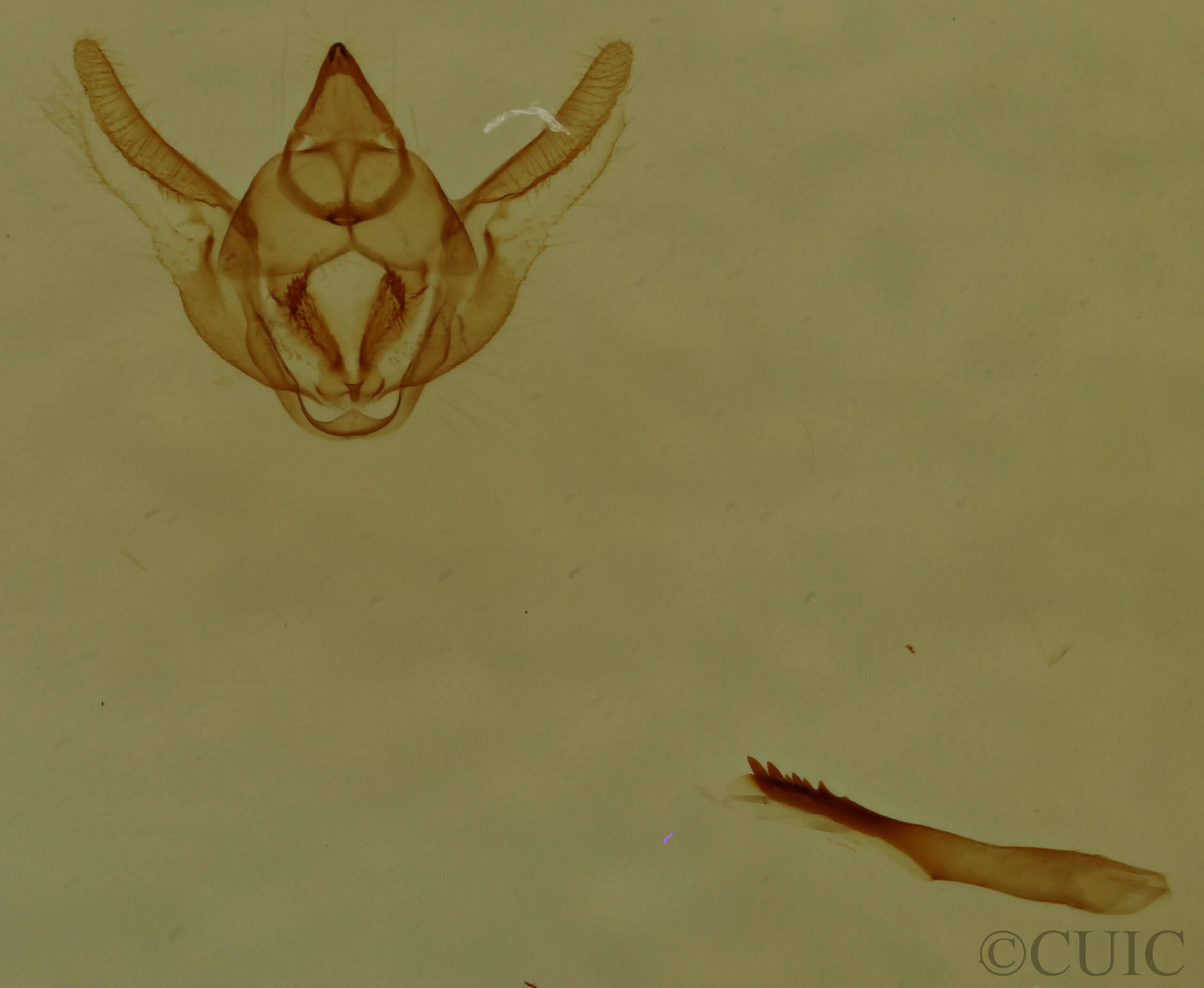 genitalia view of adult Glenoides texanaria