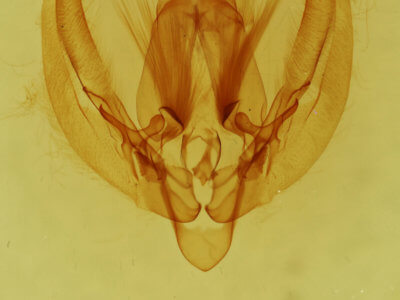 genitalia view of adult Gonodes liquida