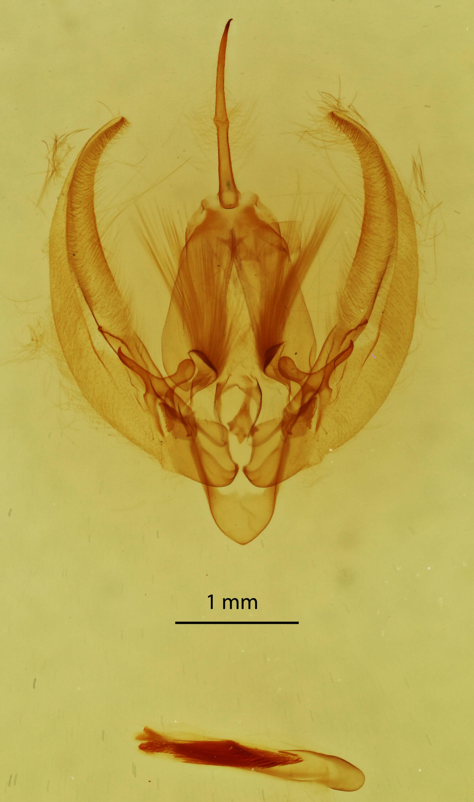 genitalia view of adult Gonodes liquida