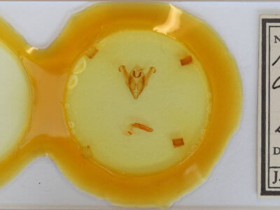 slide view of adult Hadena albimacula