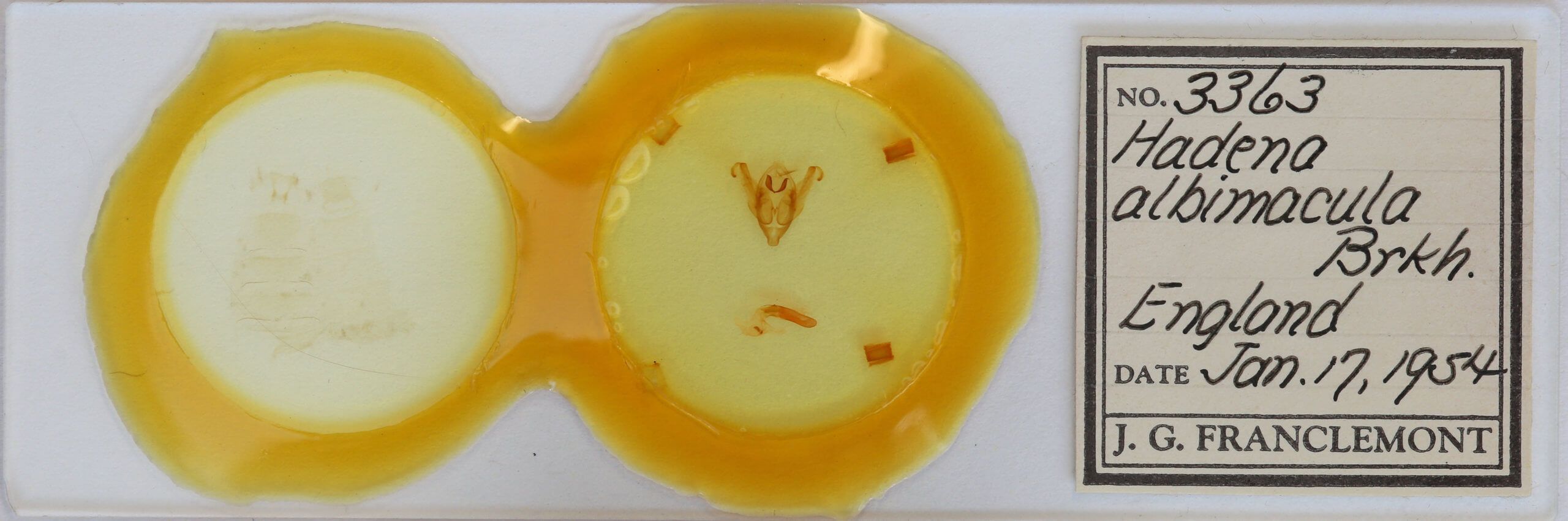 slide view of adult Hadena albimacula