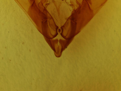 genitalia view of adult Hadena caesia mananii