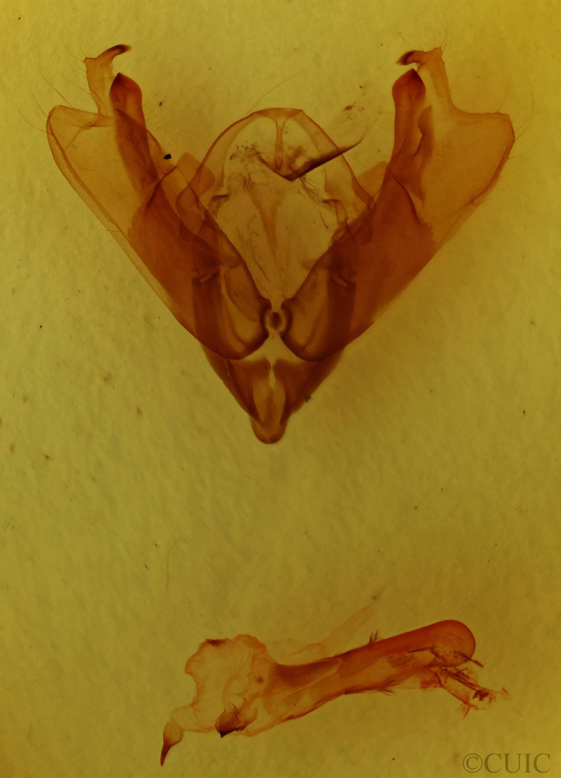 genitalia view of adult Hadena caesia mananii