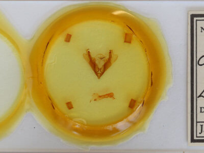 slide view of adult Hadena caesia mananii