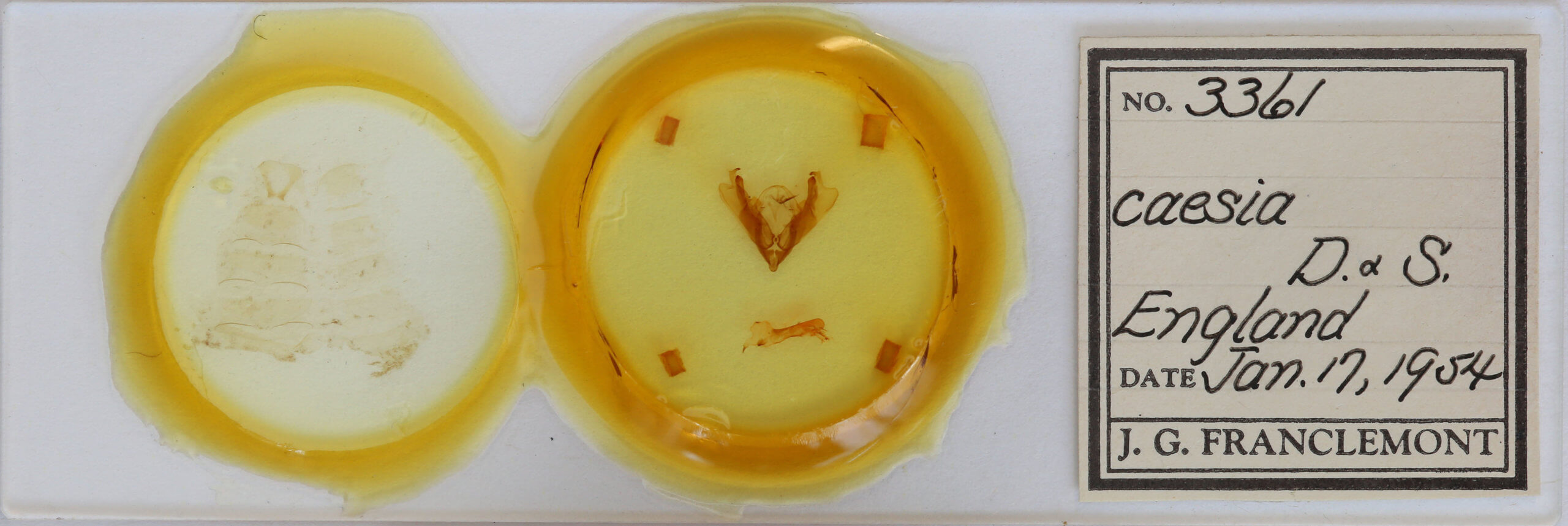 slide view of adult Hadena caesia mananii