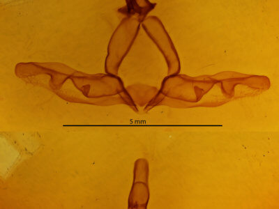 genitalia view of adult Hagapteryx admirabilis