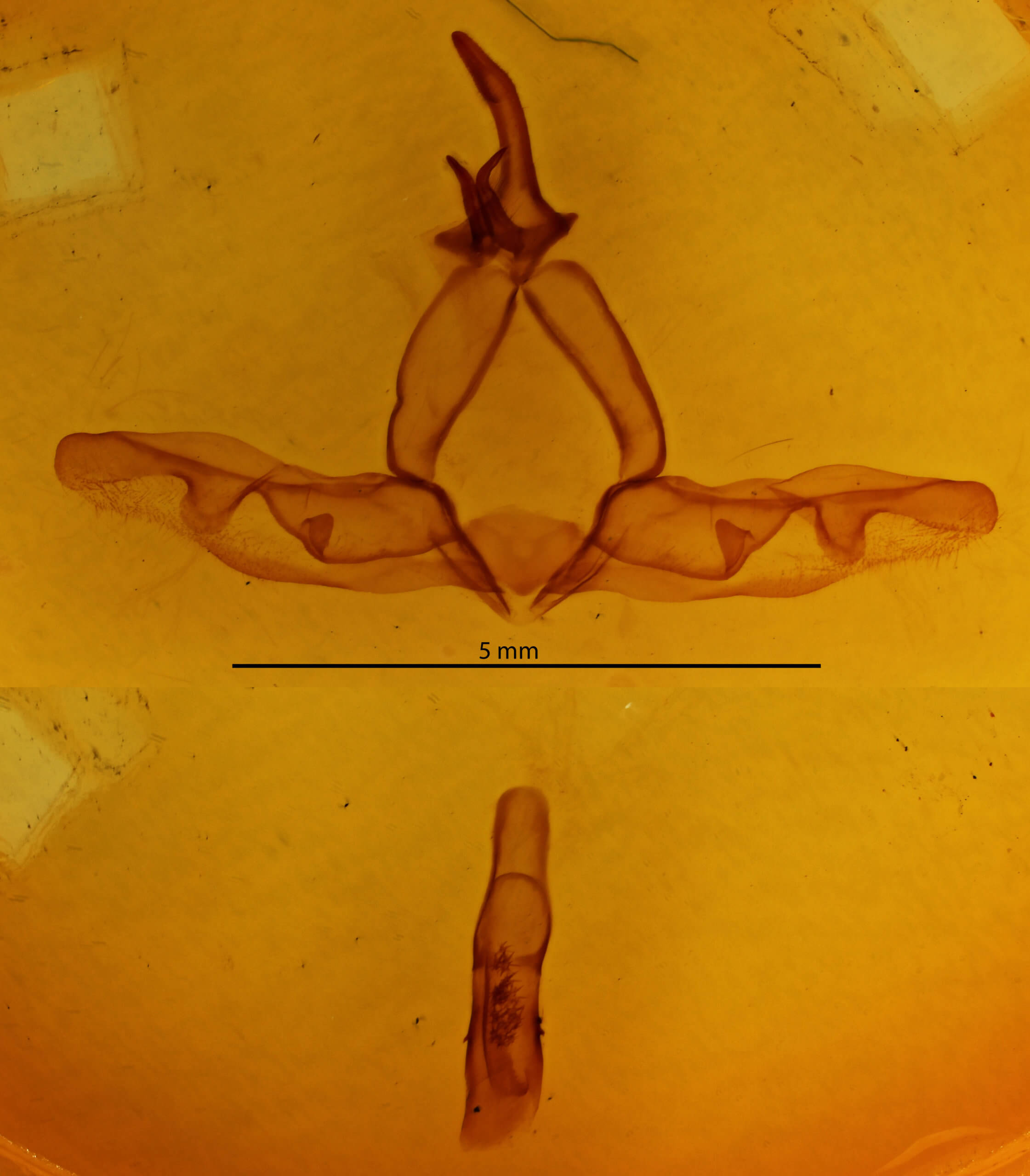 genitalia view of adult Hagapteryx admirabilis