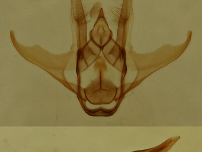 genitalia view of adult Heliomata cycladata