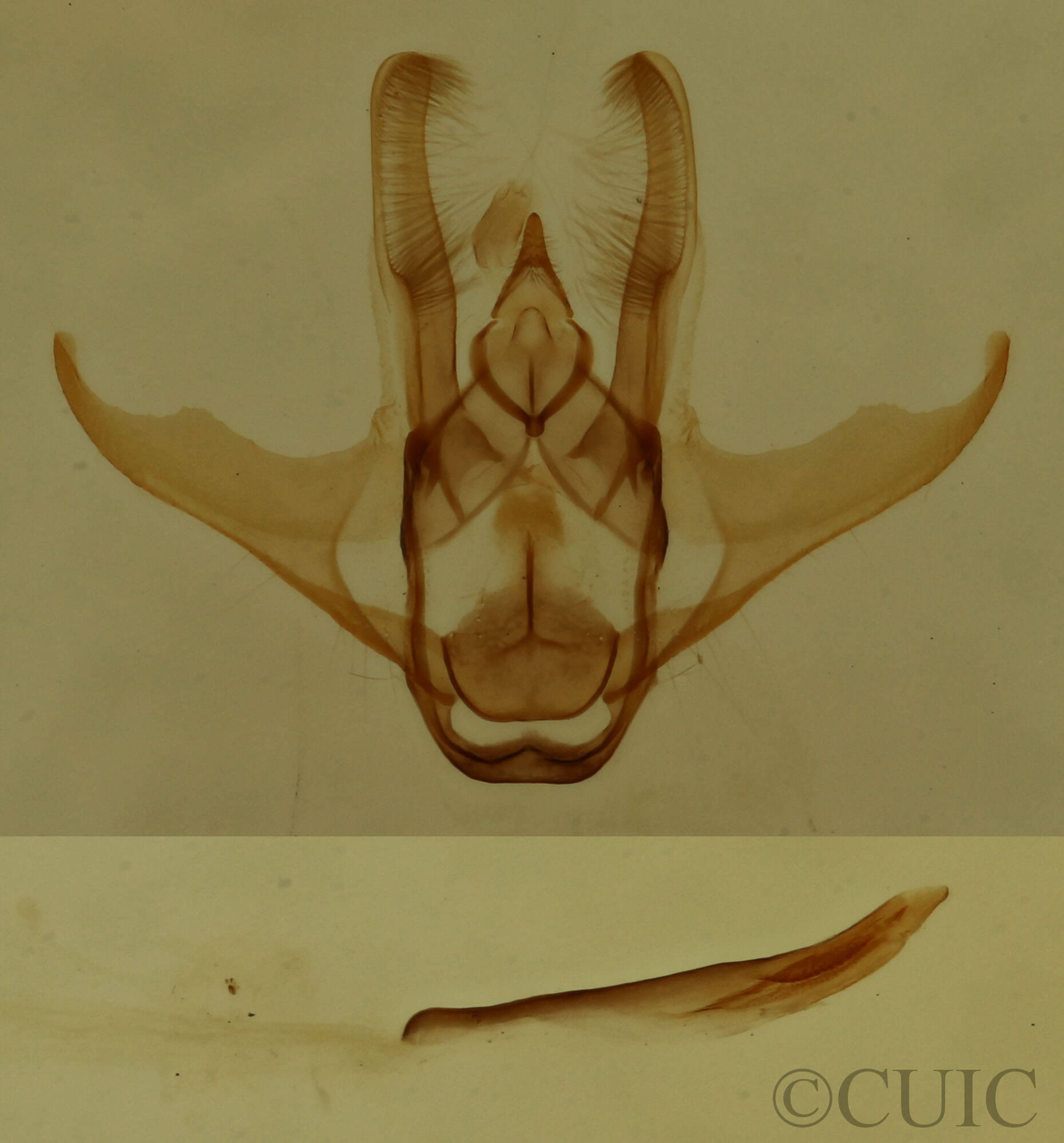 genitalia view of adult Heliomata cycladata