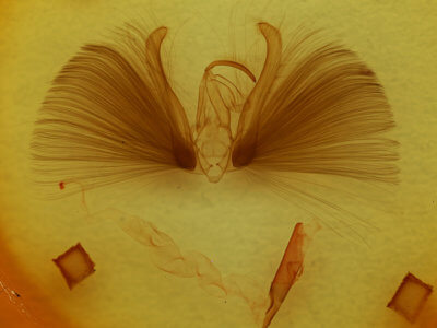 genitalia view of adult Chloridea virescens