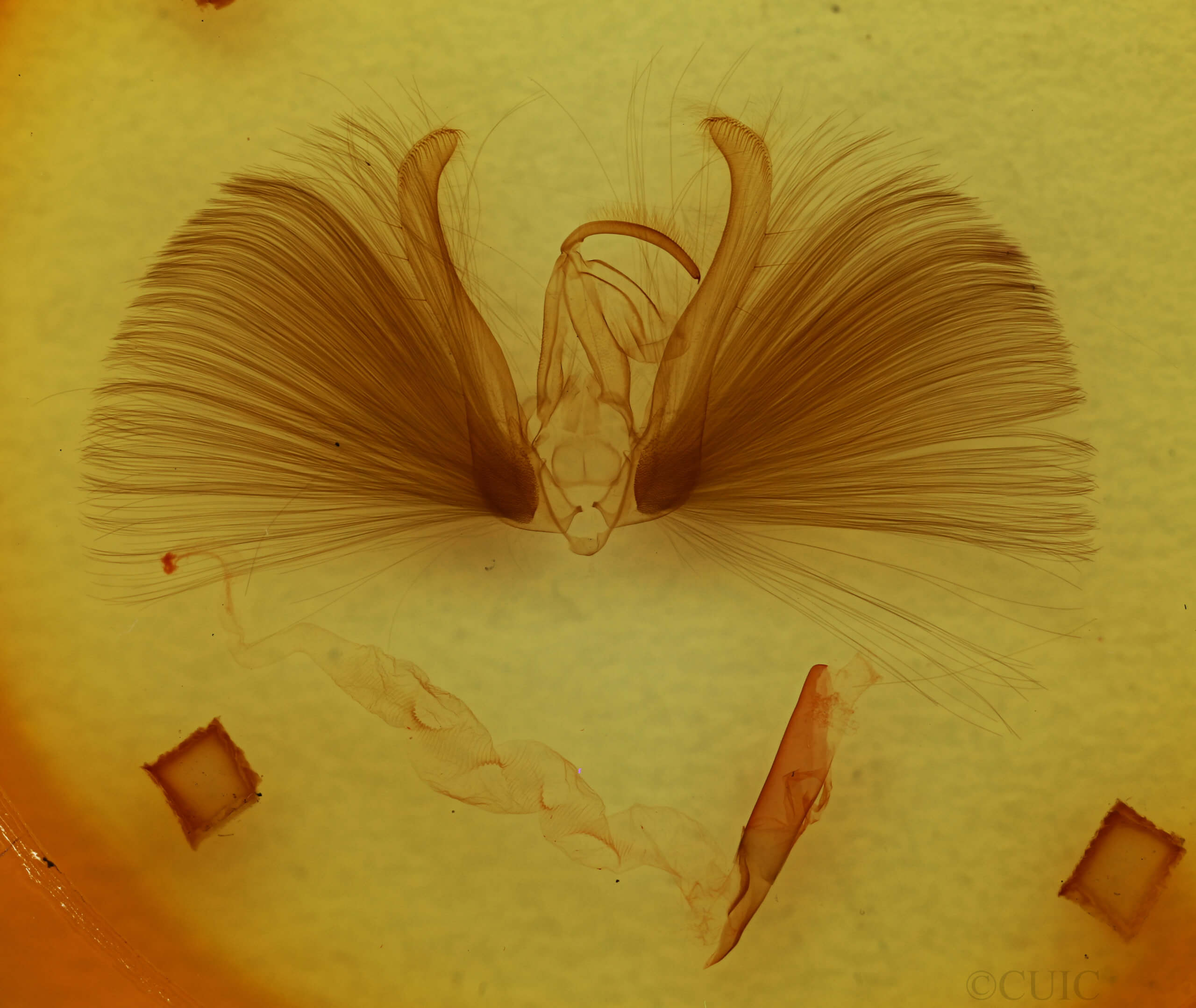 genitalia view of adult Chloridea virescens