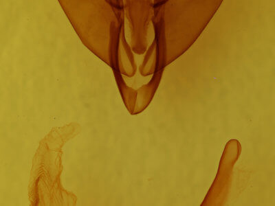 genitalia view of adult Lycophotia phyllophora