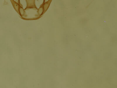 genitalia view of adult Virbia rubicundaria