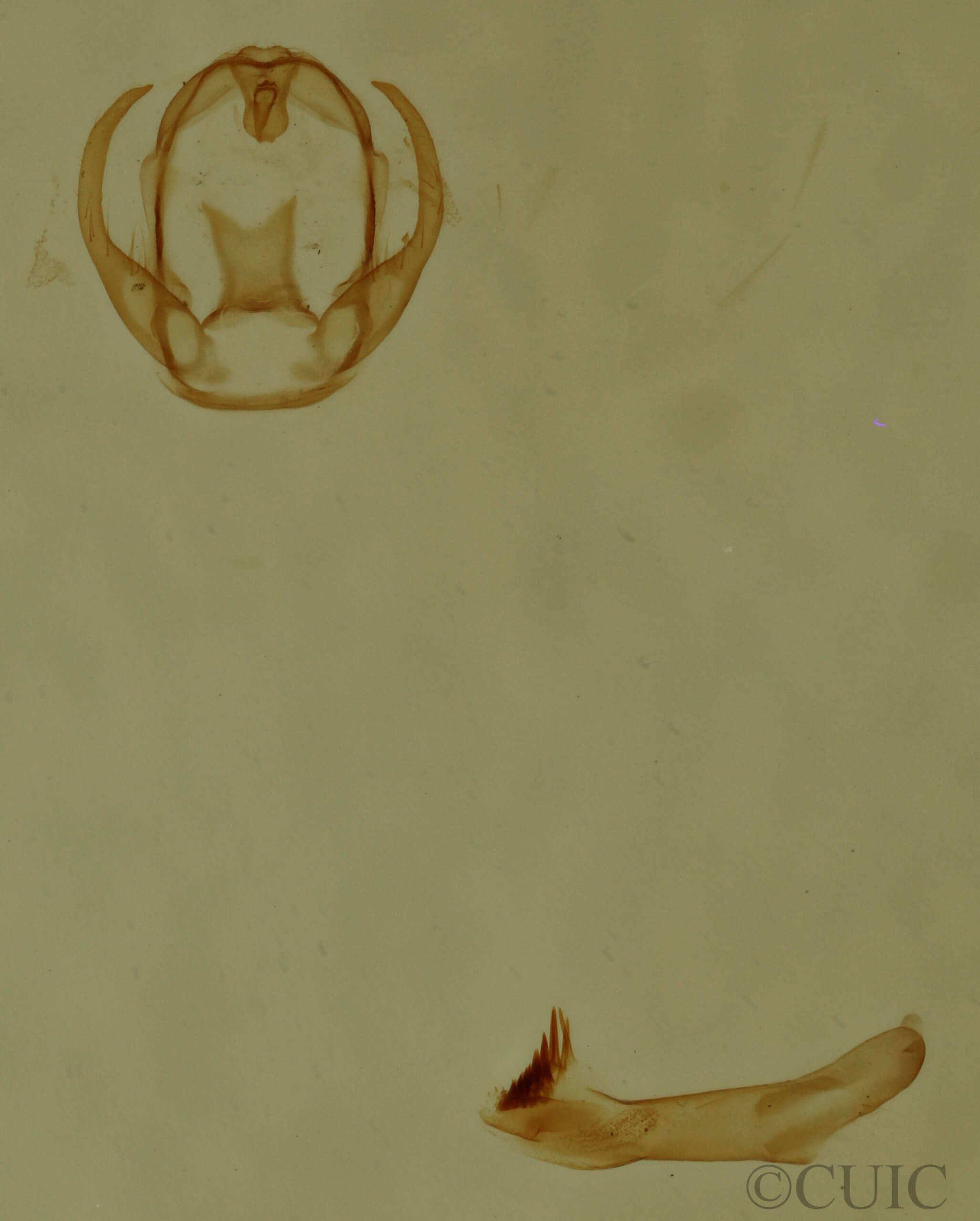 genitalia view of adult Virbia rubicundaria