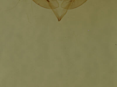 genitalia view of adult Homophoberia cristata