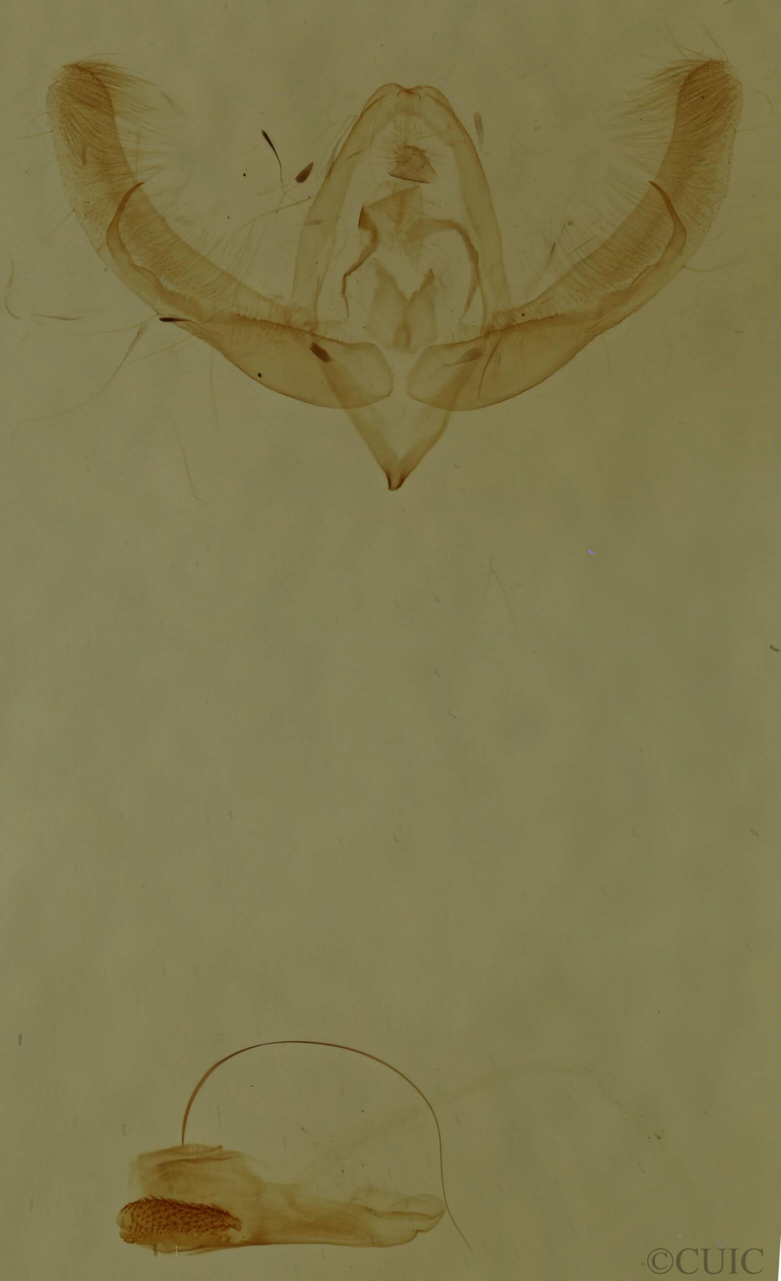 genitalia view of adult Homophoberia cristata