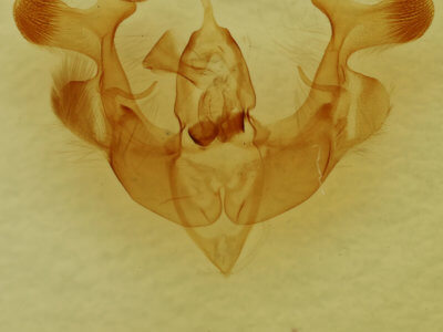genitalia view of adult Homorthodes lindseyi