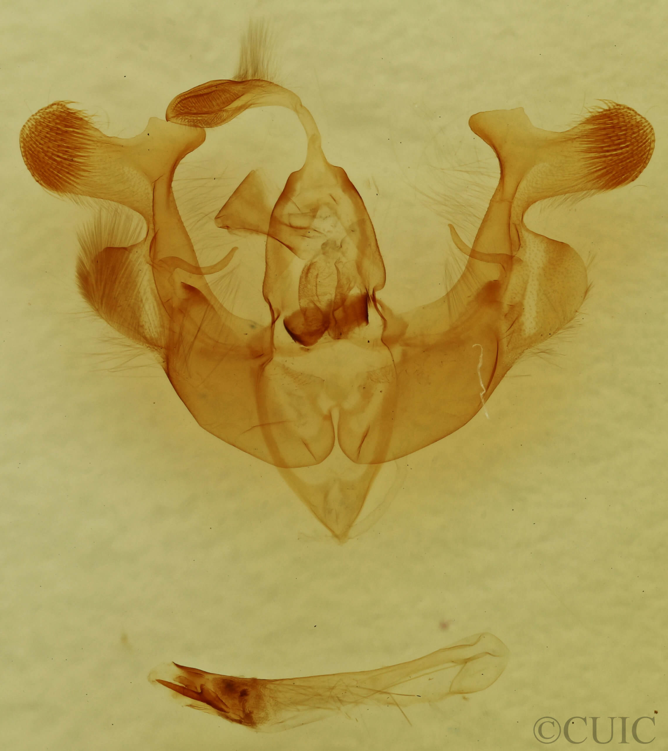 genitalia view of adult Homorthodes lindseyi
