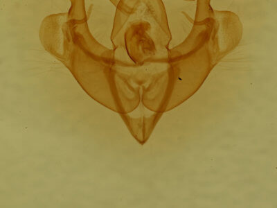 genitalia view of adult Homorthodes lindseyi