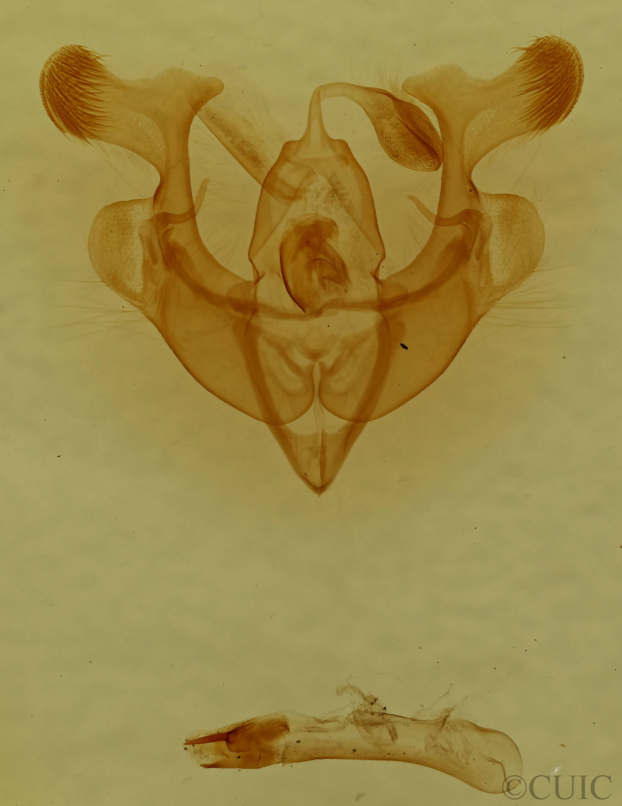 genitalia view of adult Homorthodes lindseyi