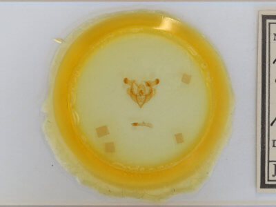 slide view of adult Homorthodes lindseyi