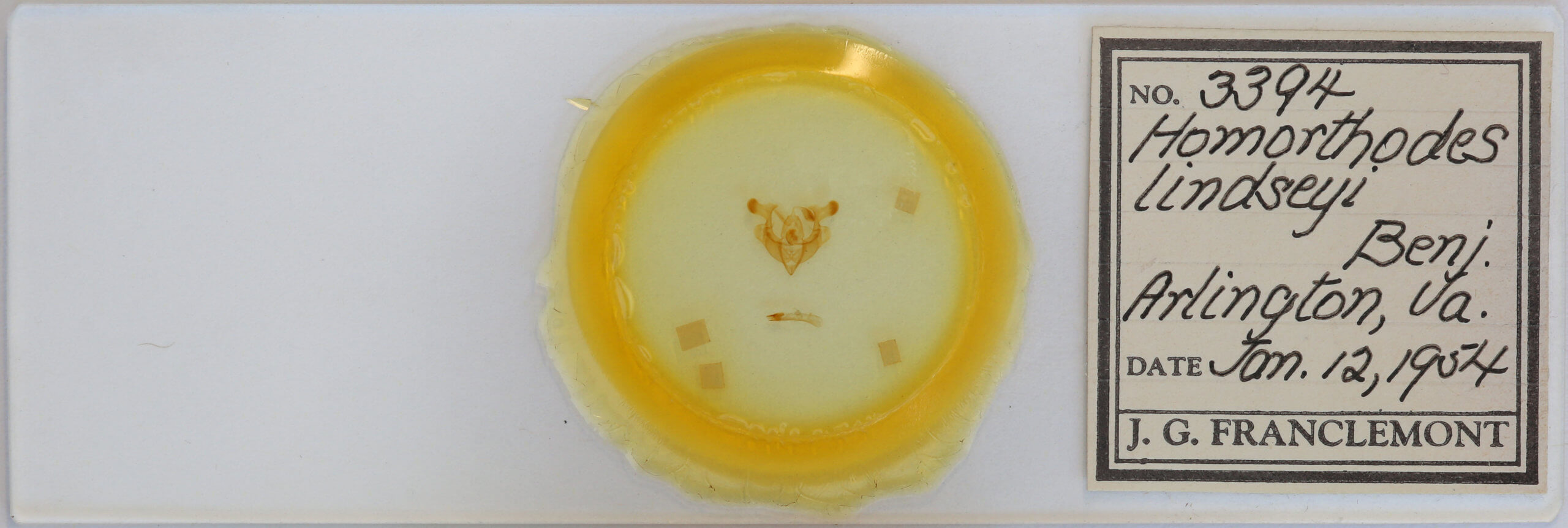 slide view of adult Homorthodes lindseyi