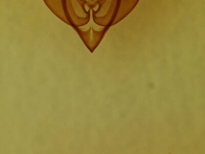 genitalia view of adult Homorthodes lindseyi