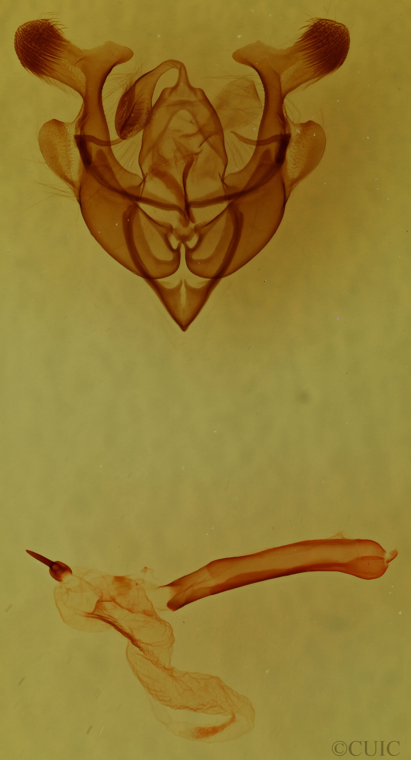 genitalia view of adult Homorthodes lindseyi