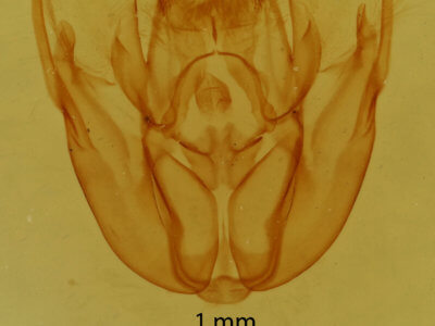 genitalia view of adult Rheumaptera prunivorata