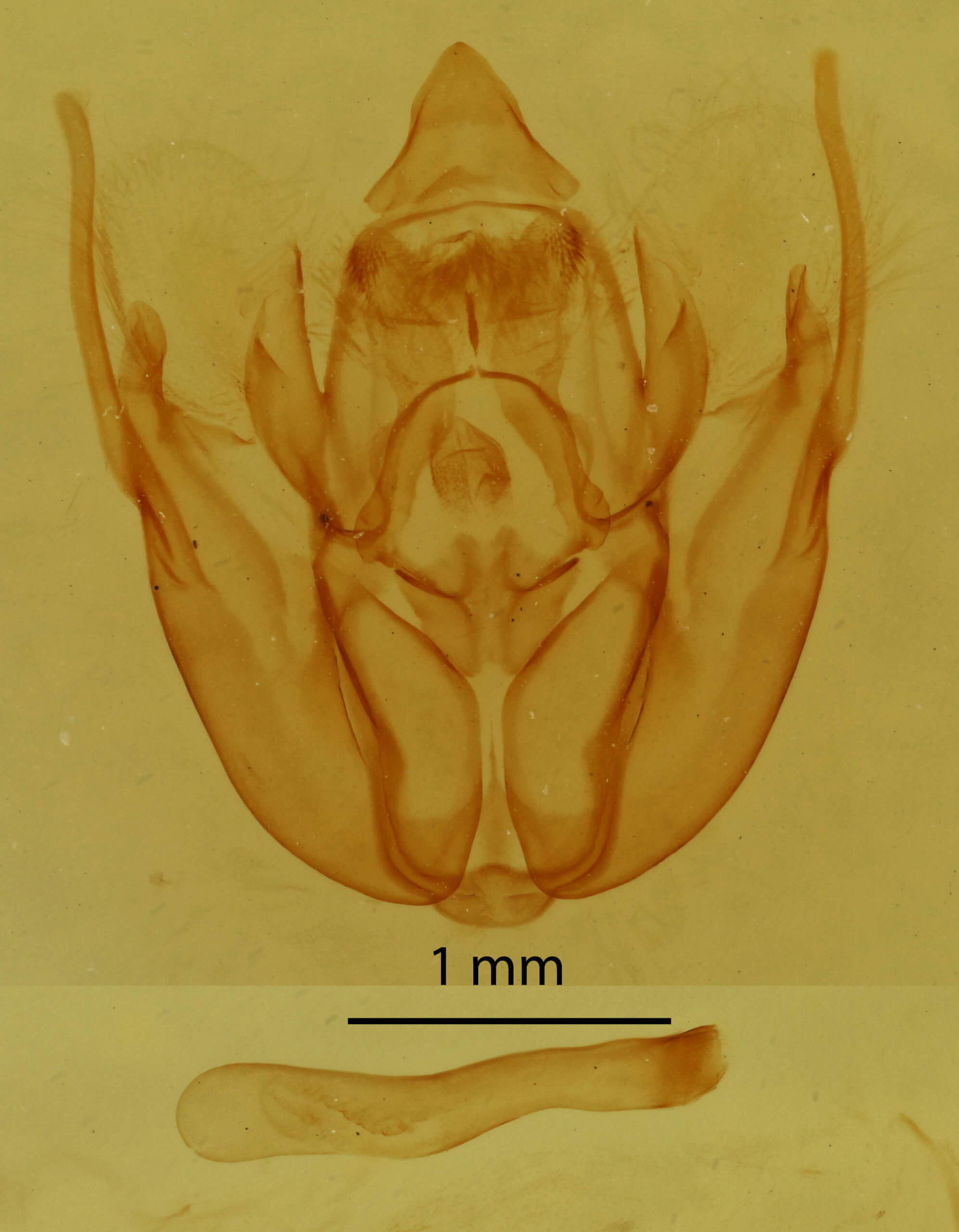 genitalia view of adult Rheumaptera prunivorata