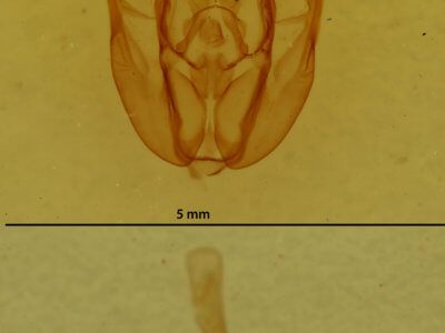 genitalia view of adult Rheumaptera prunivorata