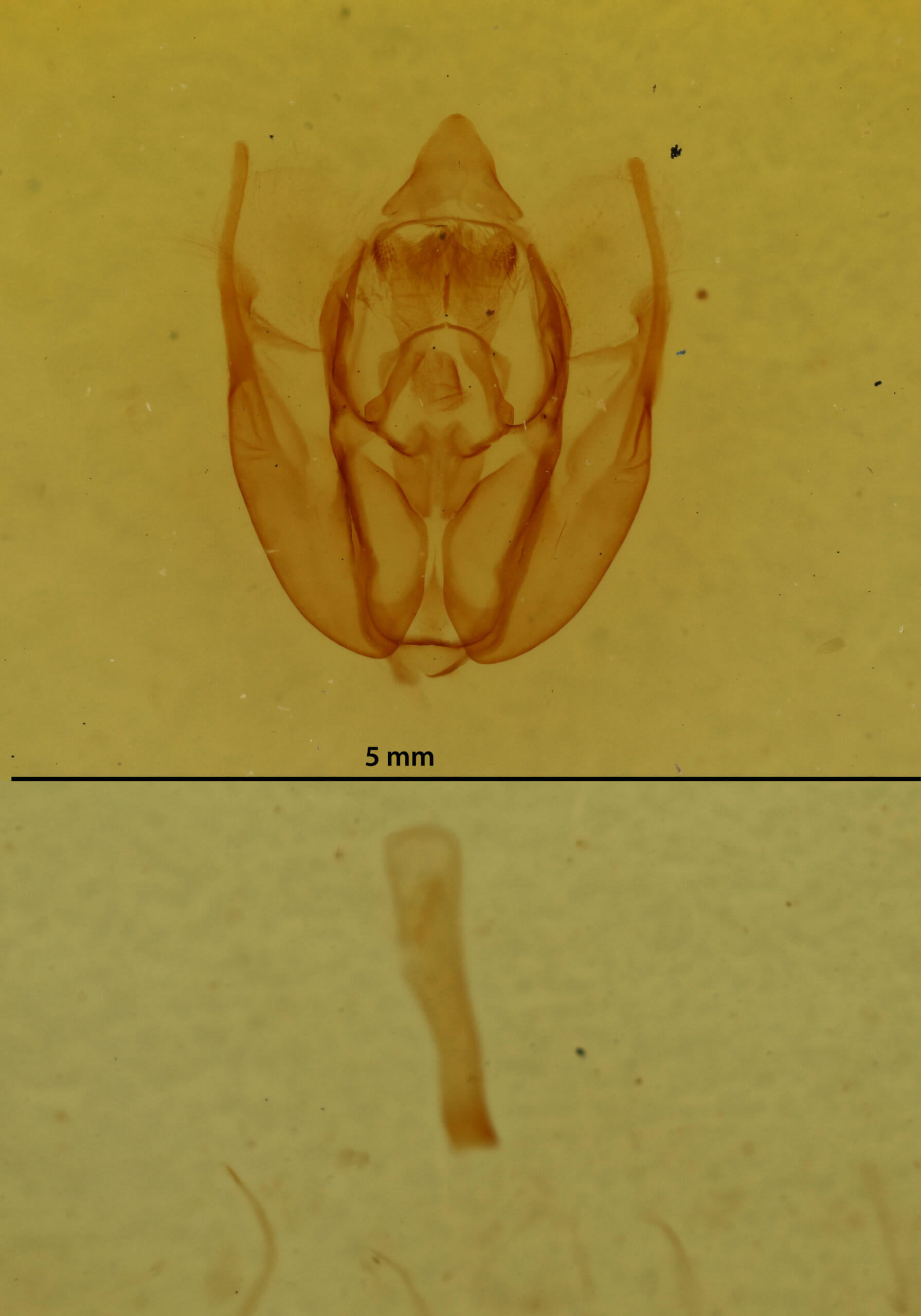 genitalia view of adult Rheumaptera prunivorata