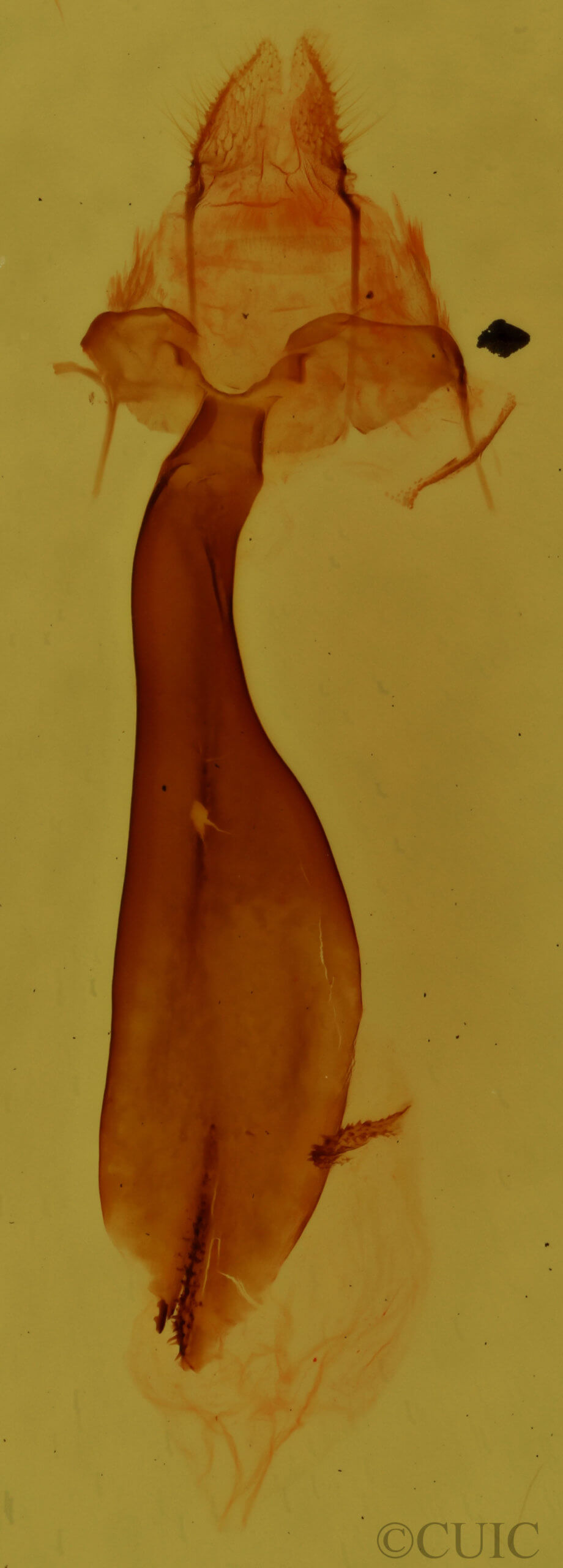 genitalia view of adult Rheumaptera prunivorata