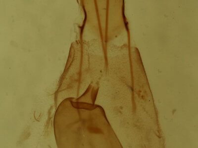 genitalia view of adult Hydriomena divisaria
