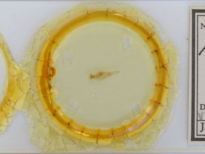 slide view of adult Hydriomena divisaria