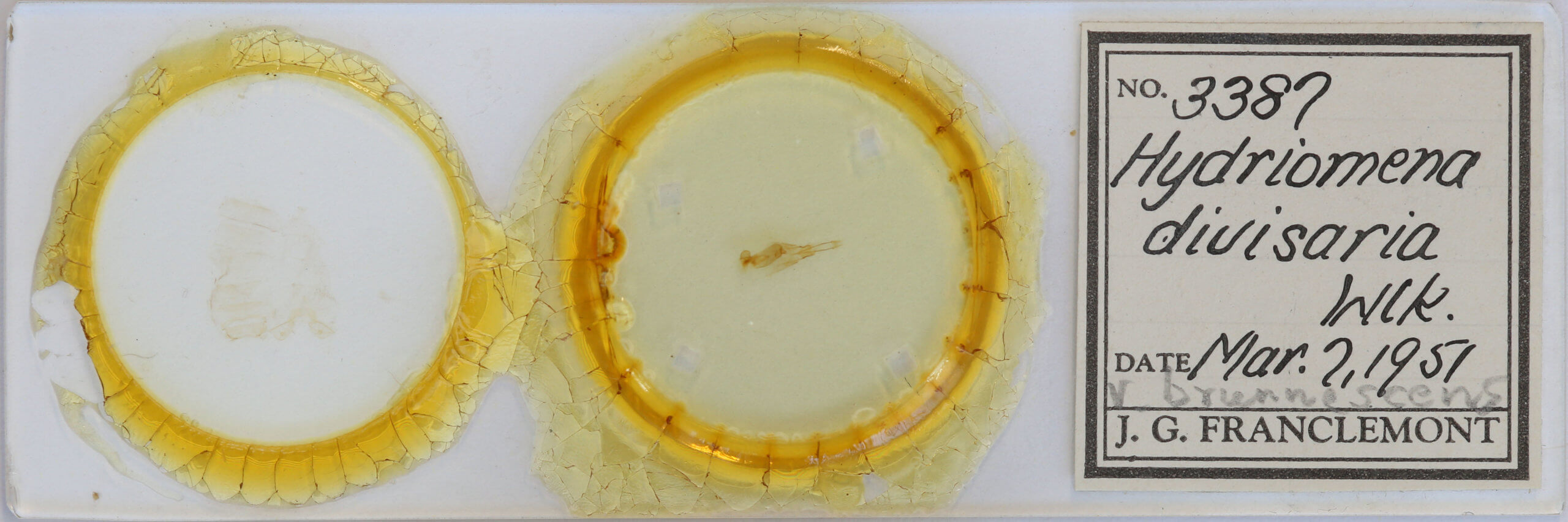 slide view of adult Hydriomena divisaria