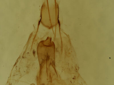 genitalia view of adult Hydriomena renunciata