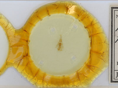 slide view of adult Hydriomena renunciata