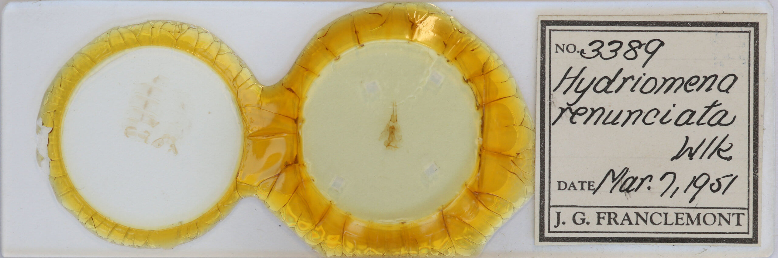 slide view of adult Hydriomena renunciata