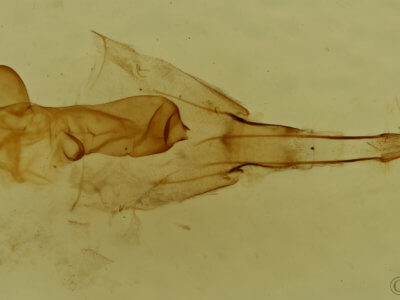 genitalia view of adult Hydriomena  renunciata